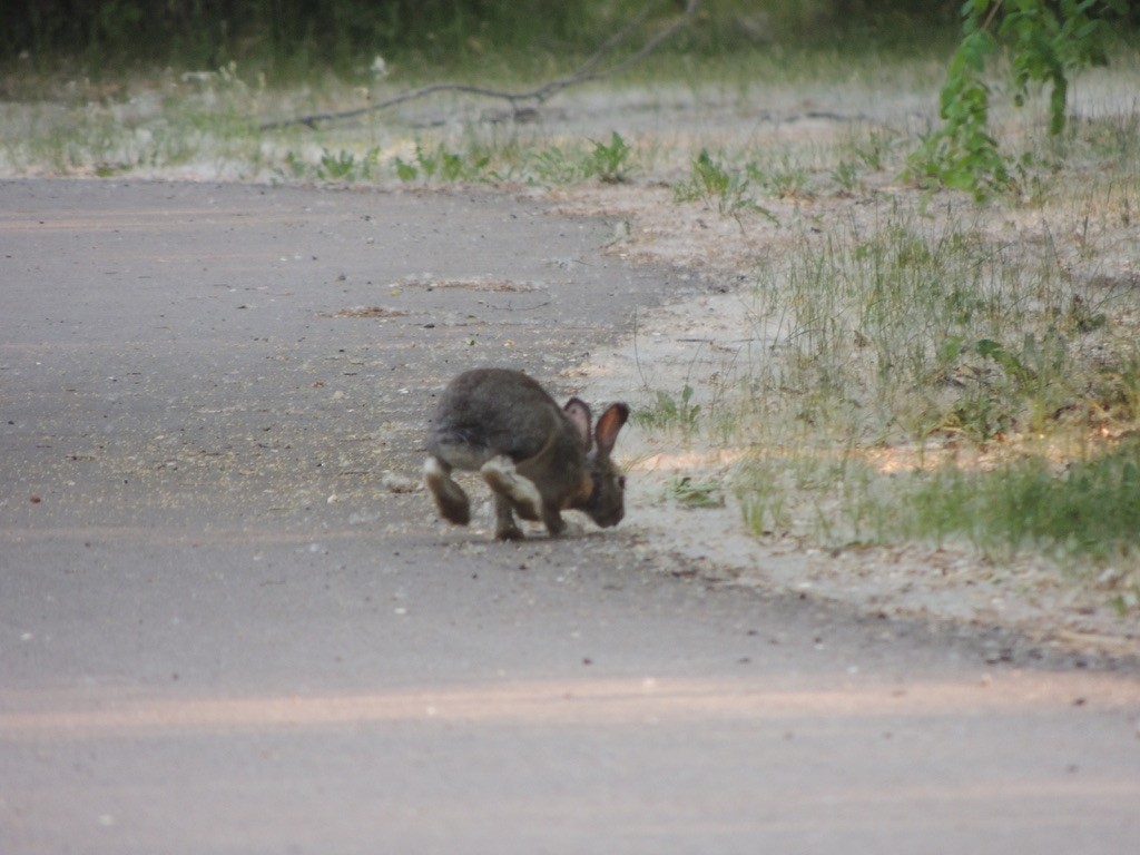 Snowshoe Hare - ML646473397