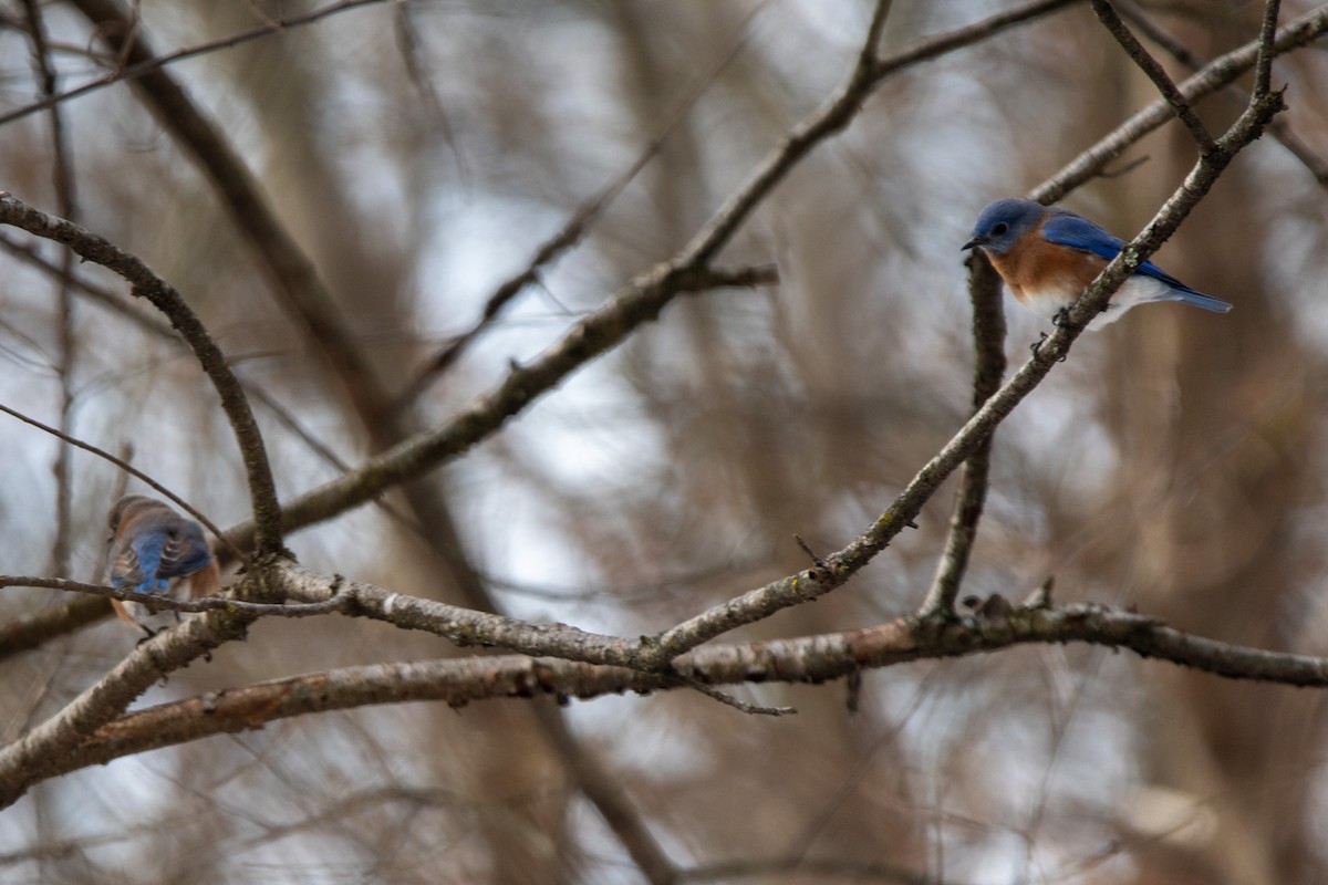 salašník modrý - ML646473403