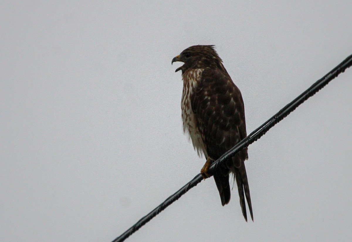 Red-shouldered Hawk - ML646473405