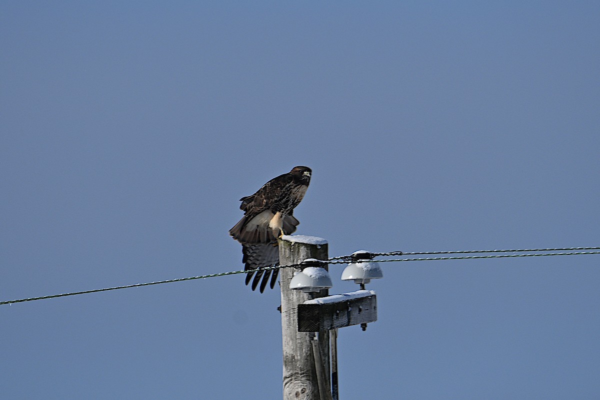 Red-tailed Hawk (abieticola) - ML646473406