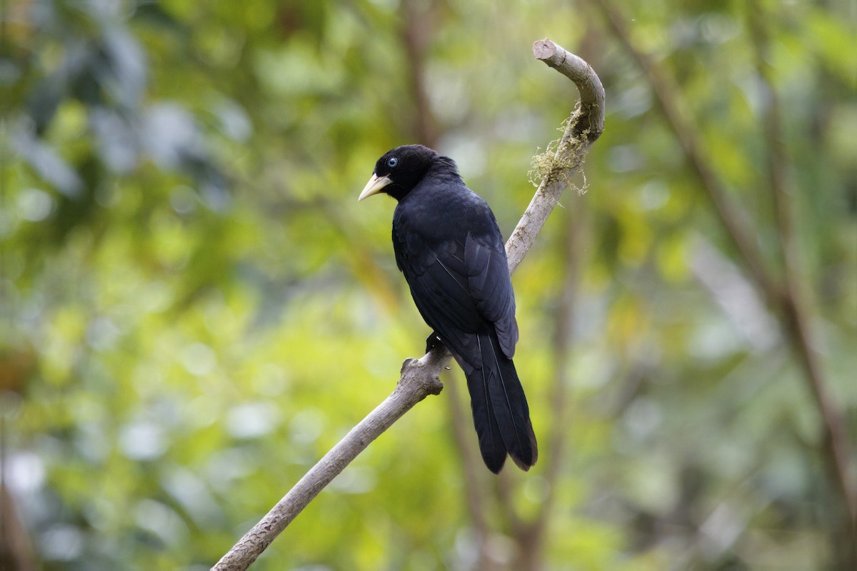 Scarlet-rumped Cacique - ML646473408