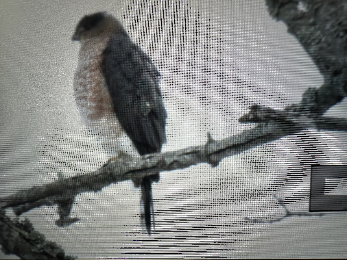 Cooper's Hawk - ML646473409