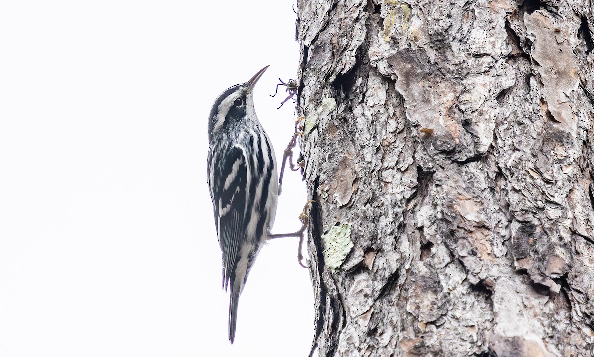 Paruline noir et blanc - ML646473410