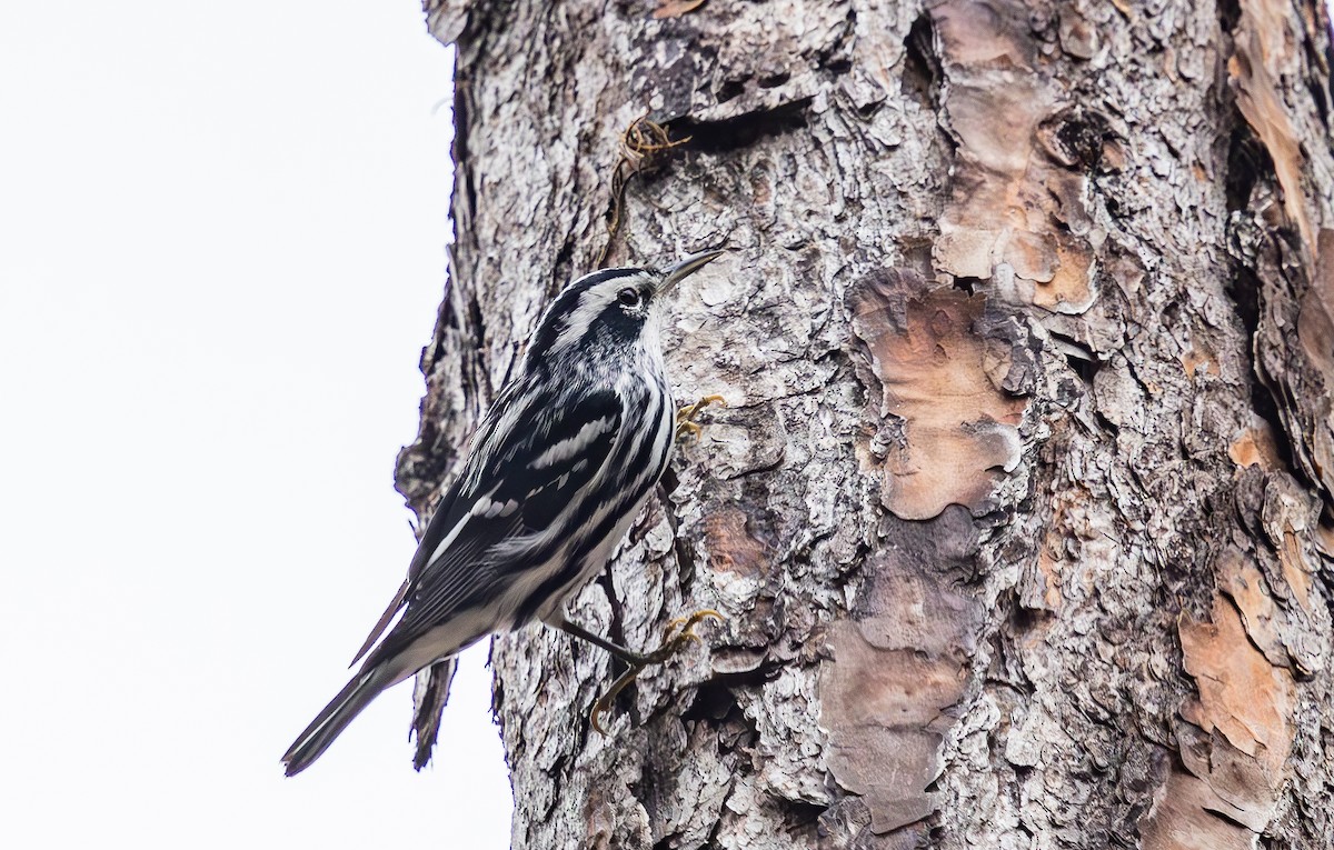 Paruline noir et blanc - ML646473411