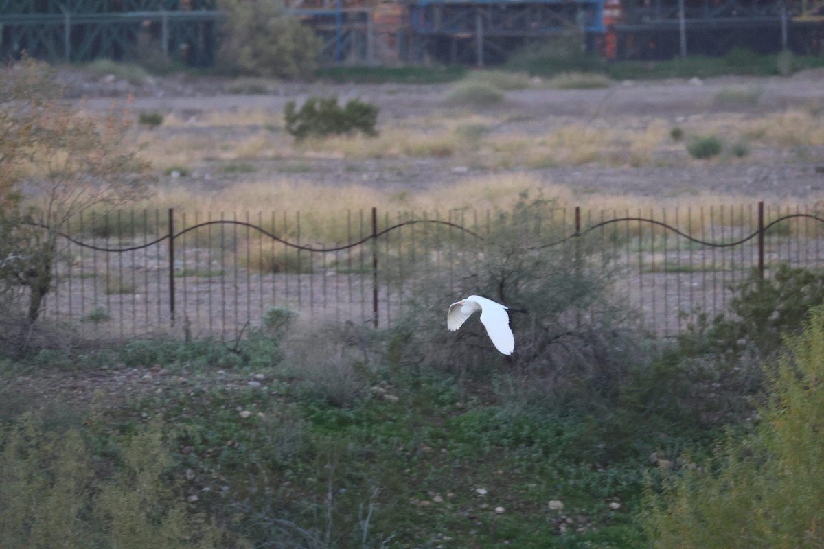 Great Egret - ML646473412