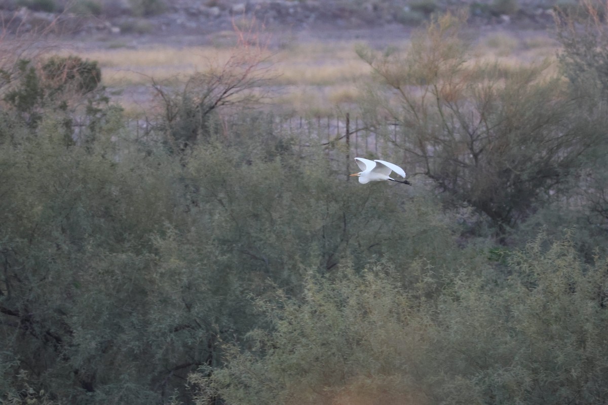 Great Egret - ML646473413