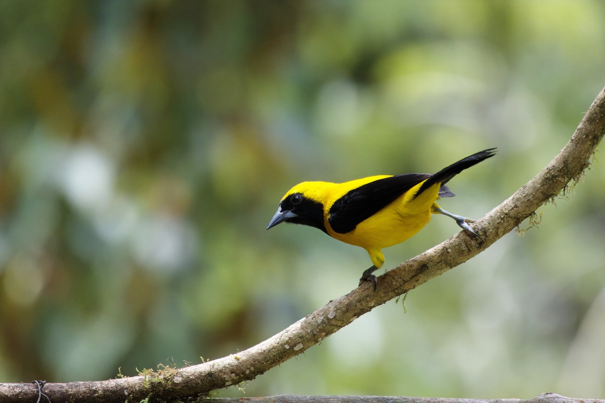Yellow-backed Oriole - ML646473416