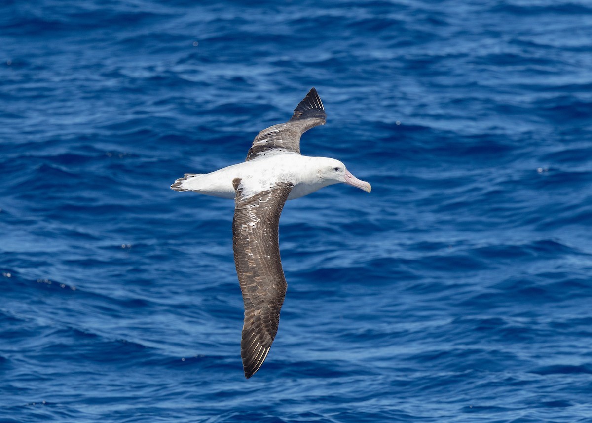 Antipodean Albatross (Gibson's) - ML646473417