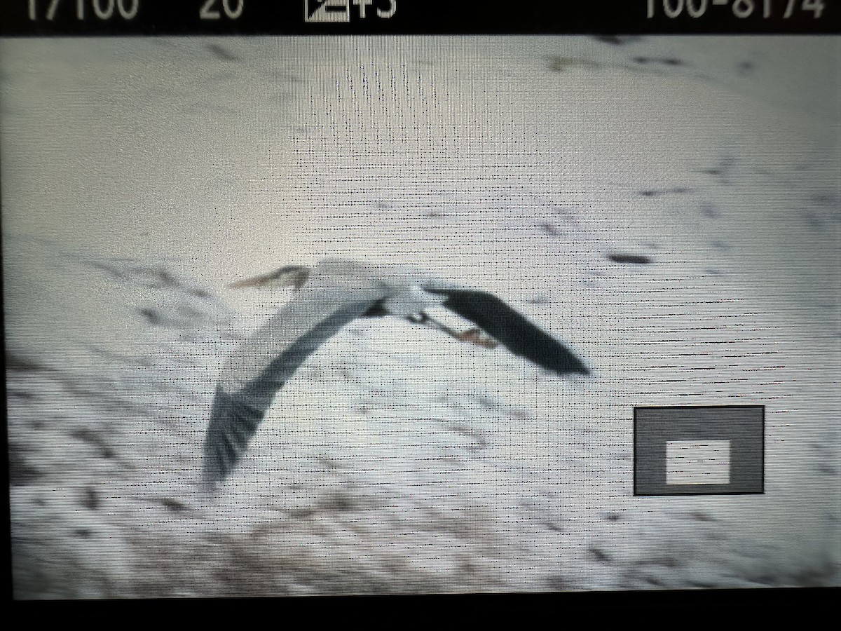 Great Blue Heron (Great Blue) - ML646473419