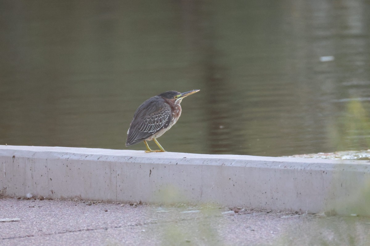 Green Heron - ML646473421