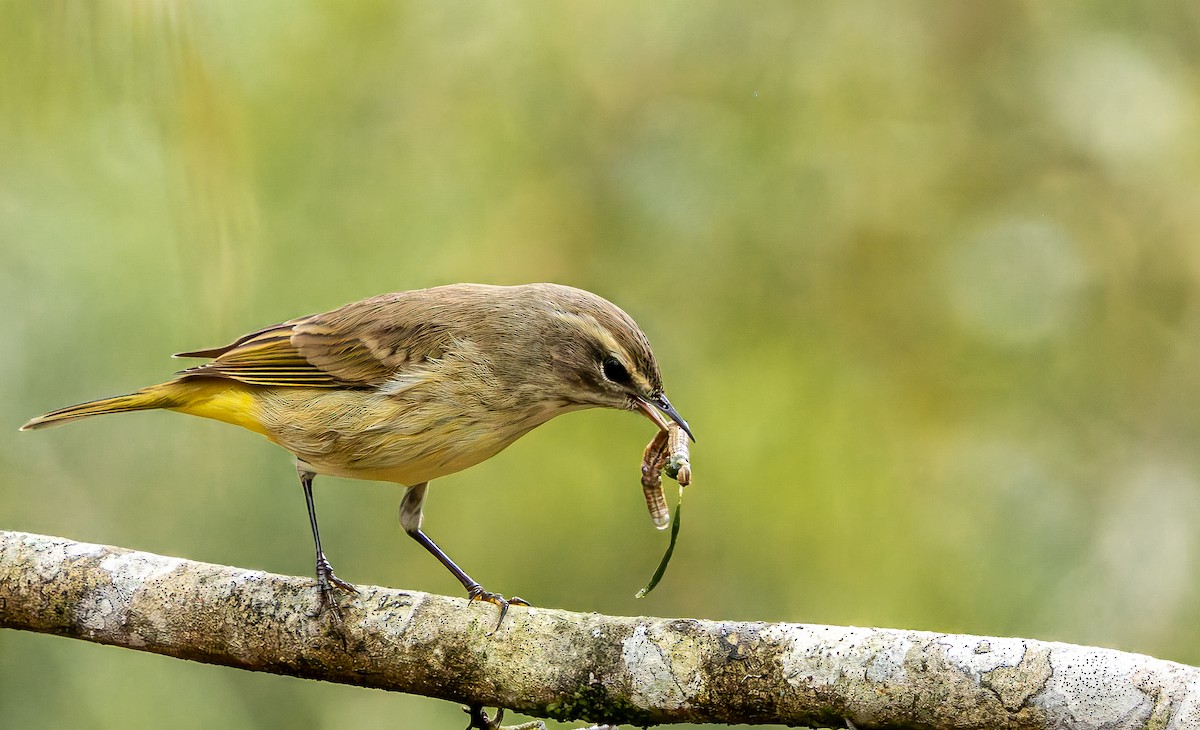 Paruline à couronne rousse - ML646473422