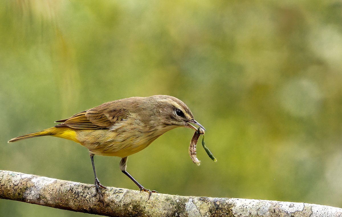 Paruline à couronne rousse - ML646473423