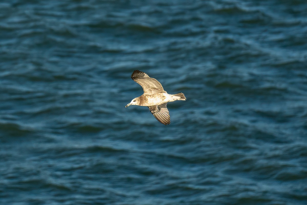 japanmåke - ML646473426