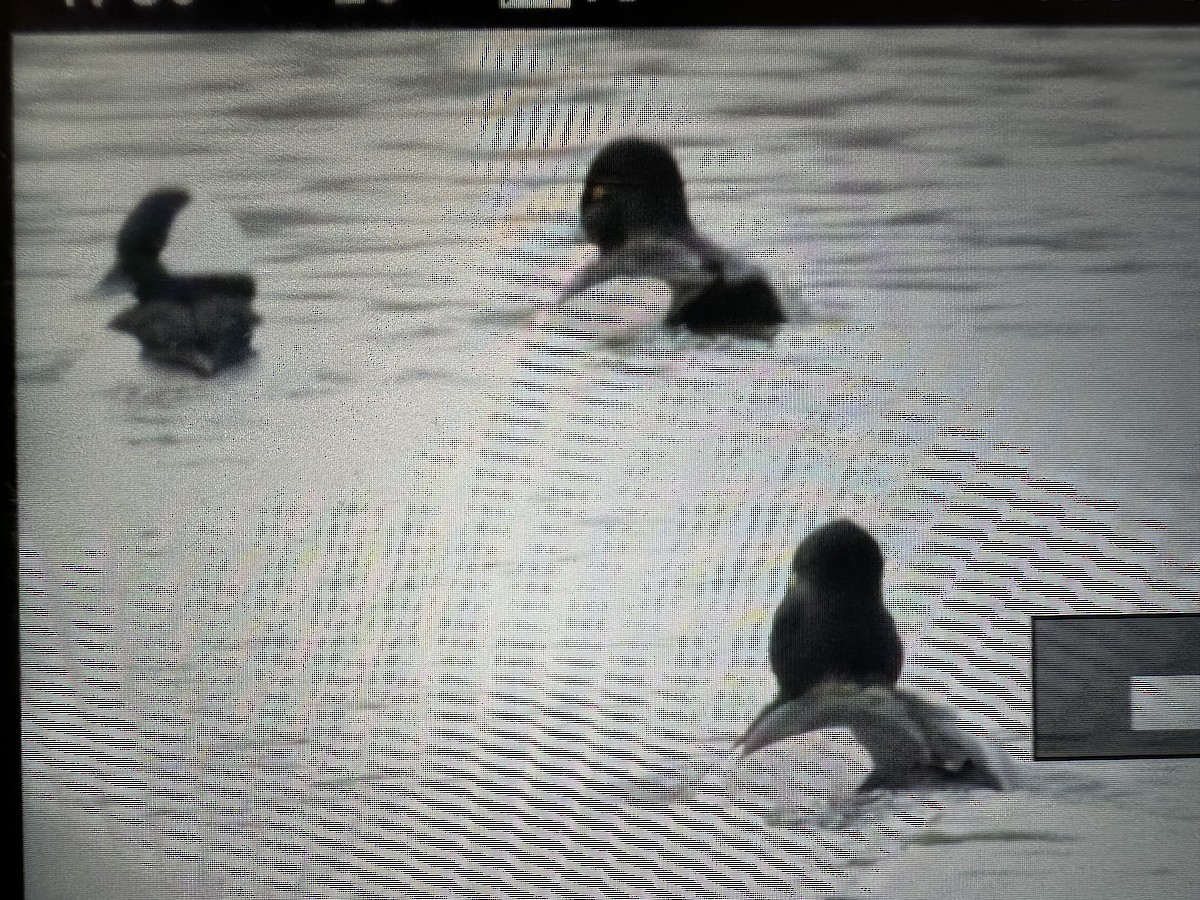 Ring-necked Duck - ML646473433