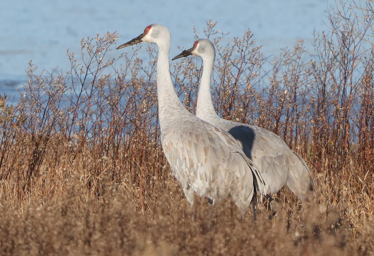 Sandhill Crane - ML646473439