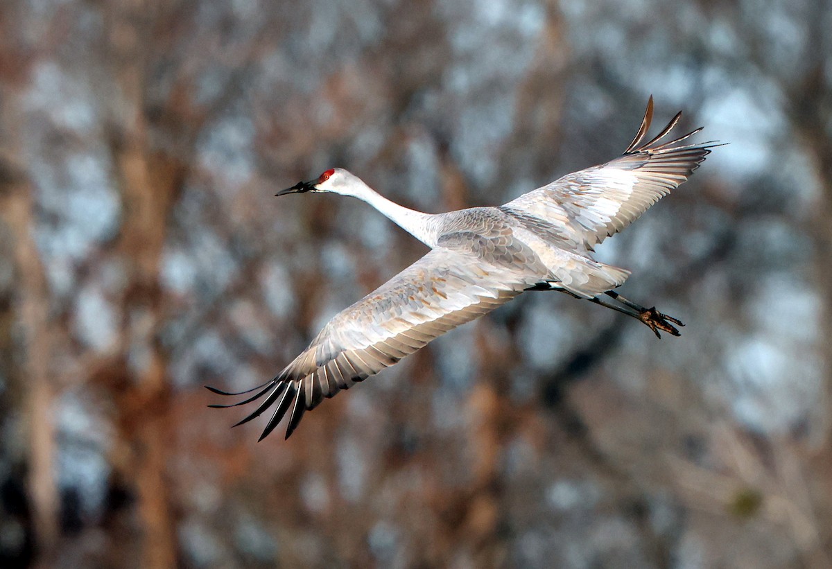 Sandhill Crane - ML646473440