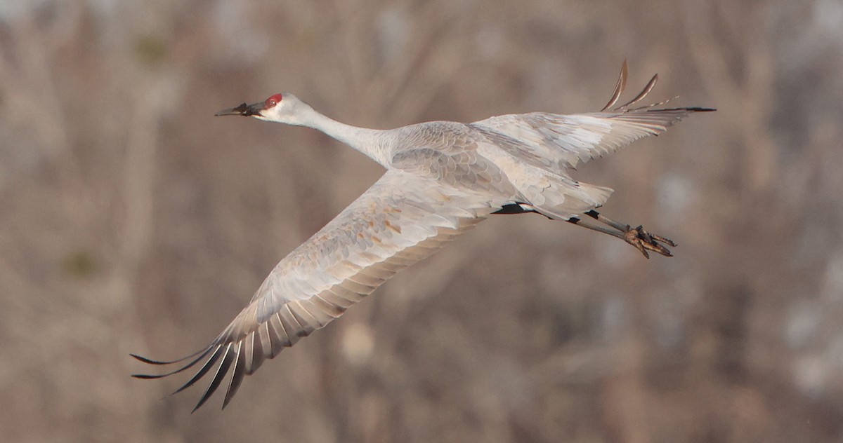 Sandhill Crane - ML646473441