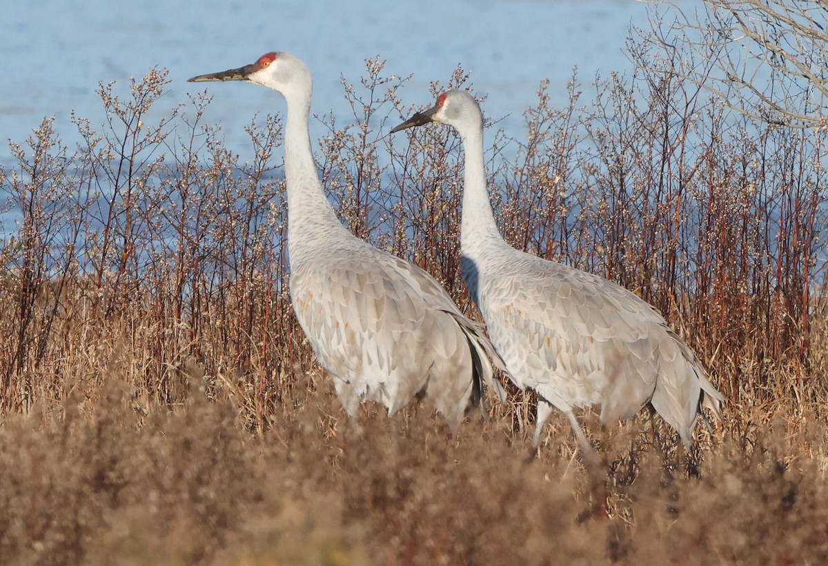 Sandhill Crane - ML646473442