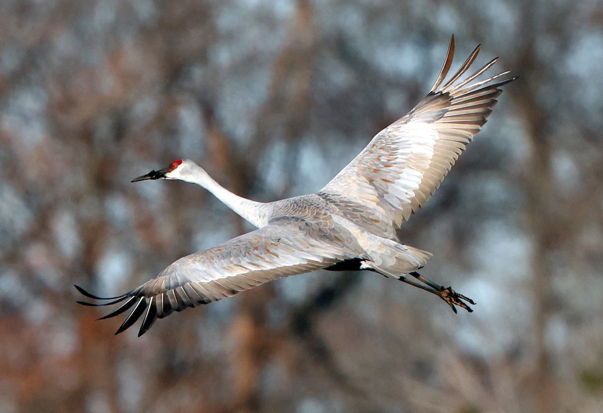 Sandhill Crane - ML646473443