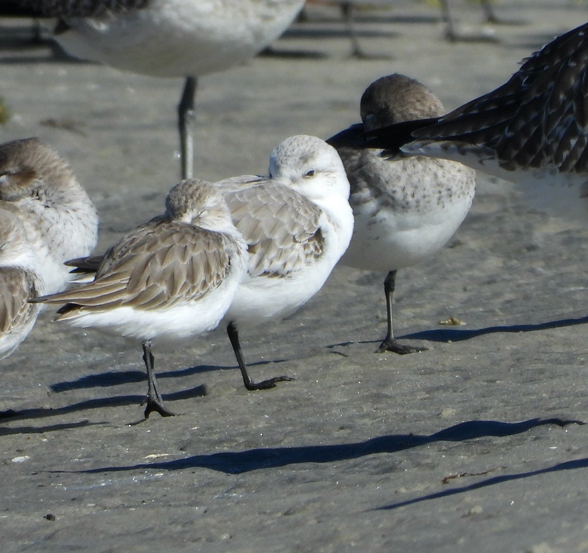 Sanderling - ML646473445