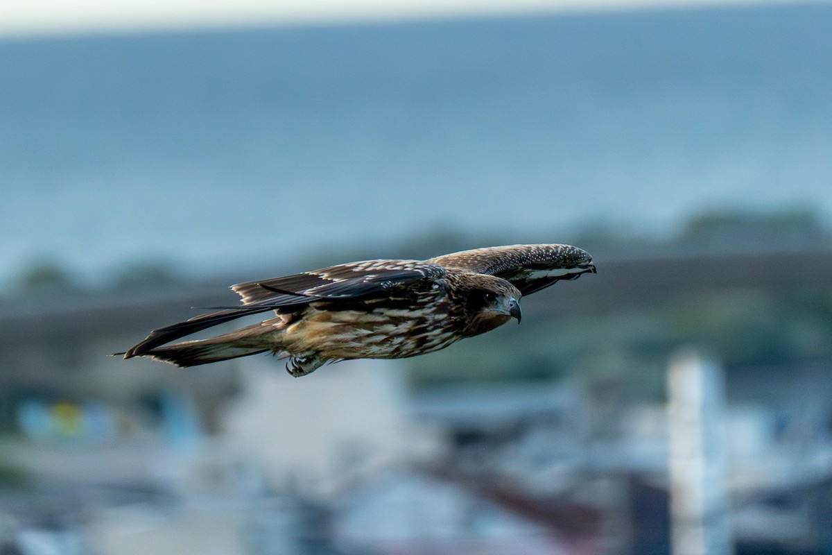 svartglente - ML646473446