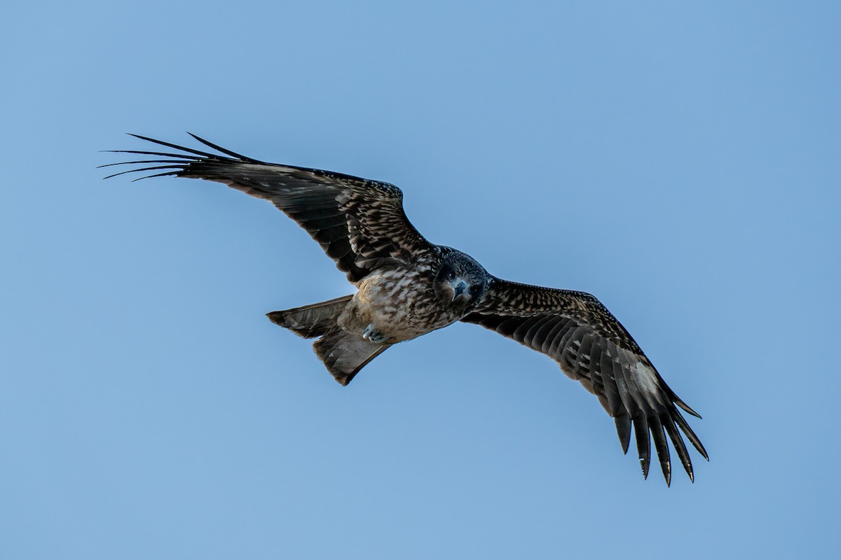 svartglente - ML646473447