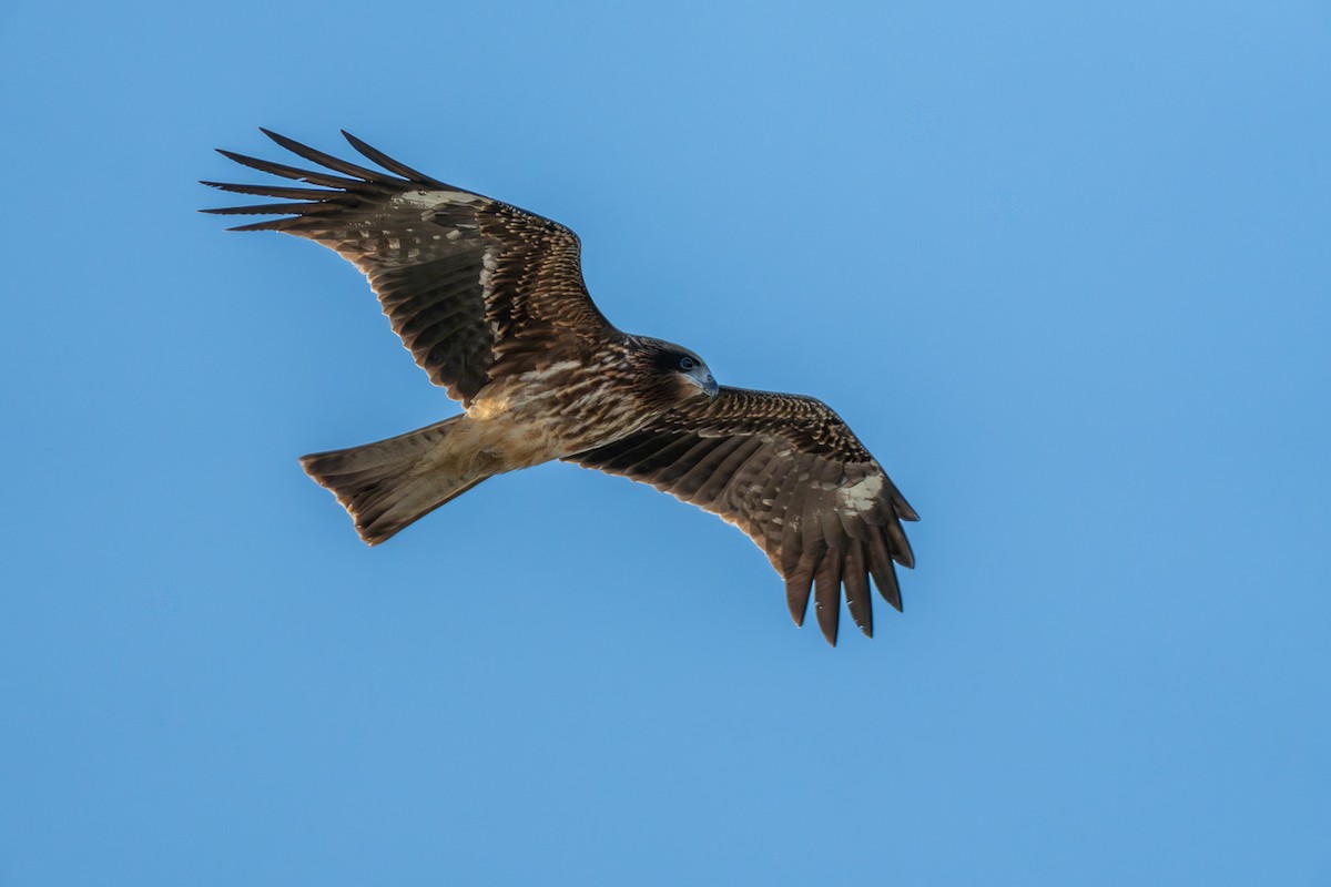 svartglente - ML646473448