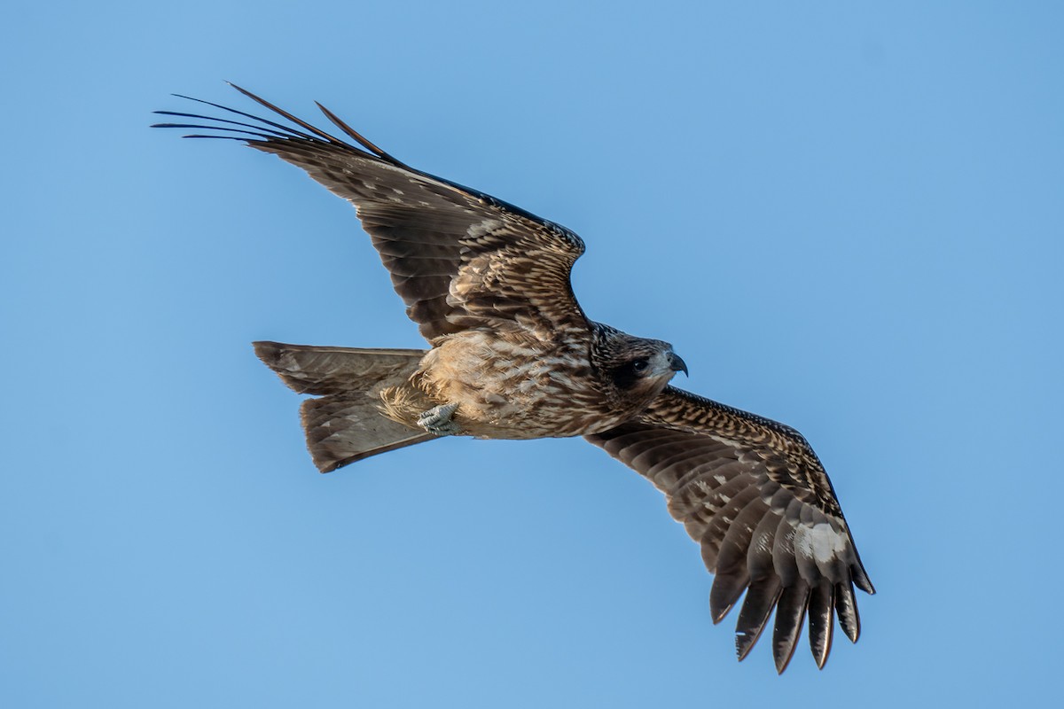 svartglente - ML646473449