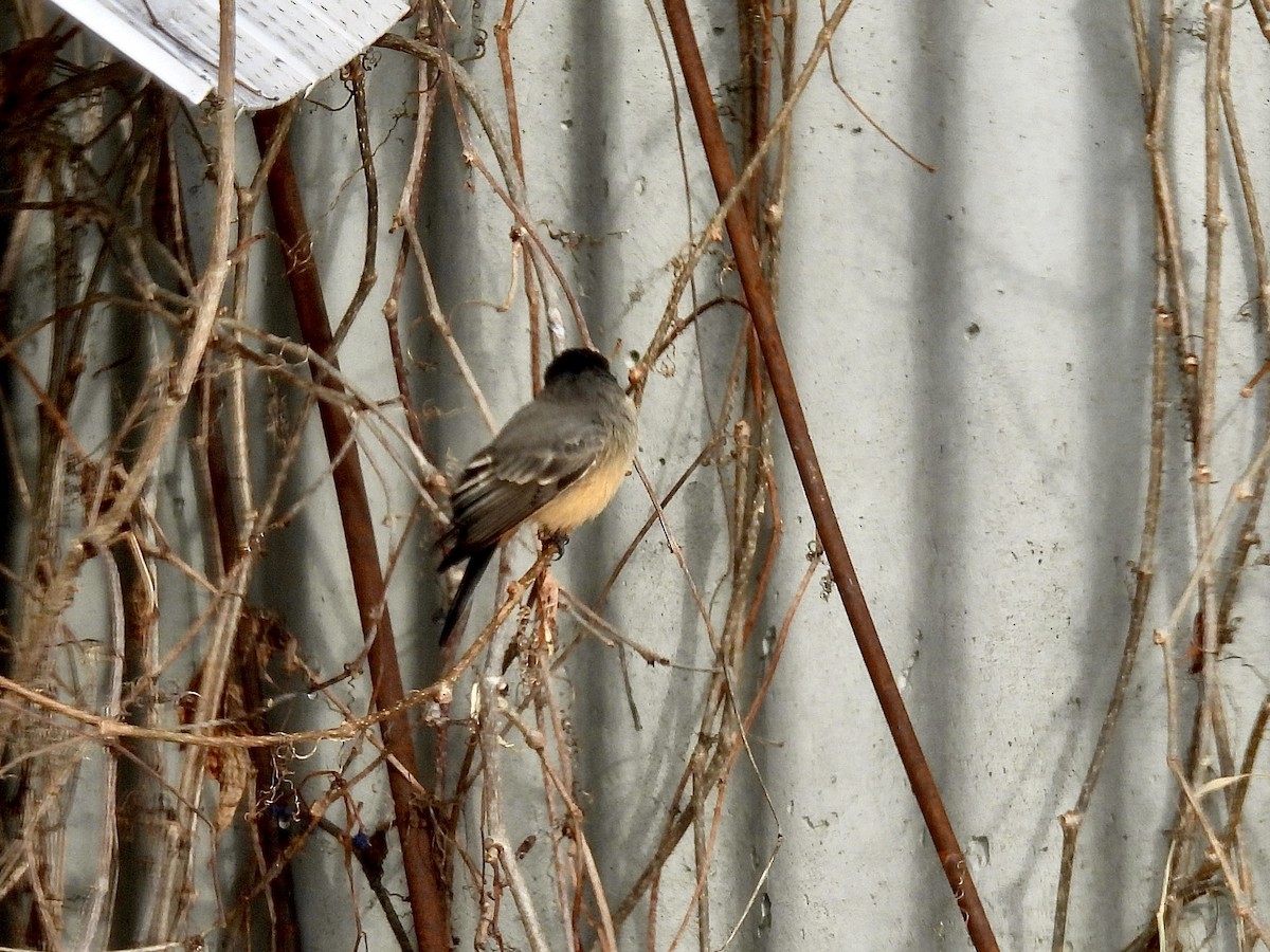 Say's Phoebe - ML646473451