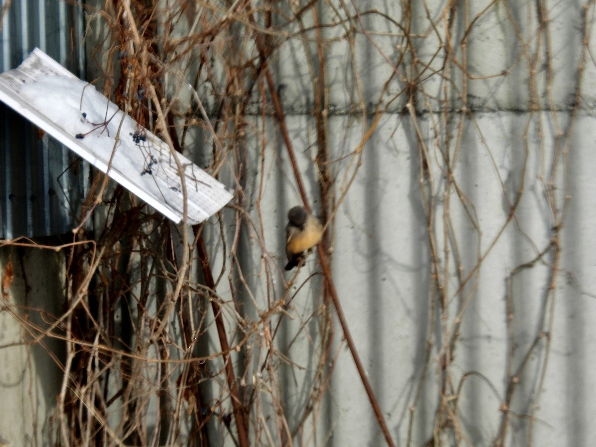 Say's Phoebe - ML646473452