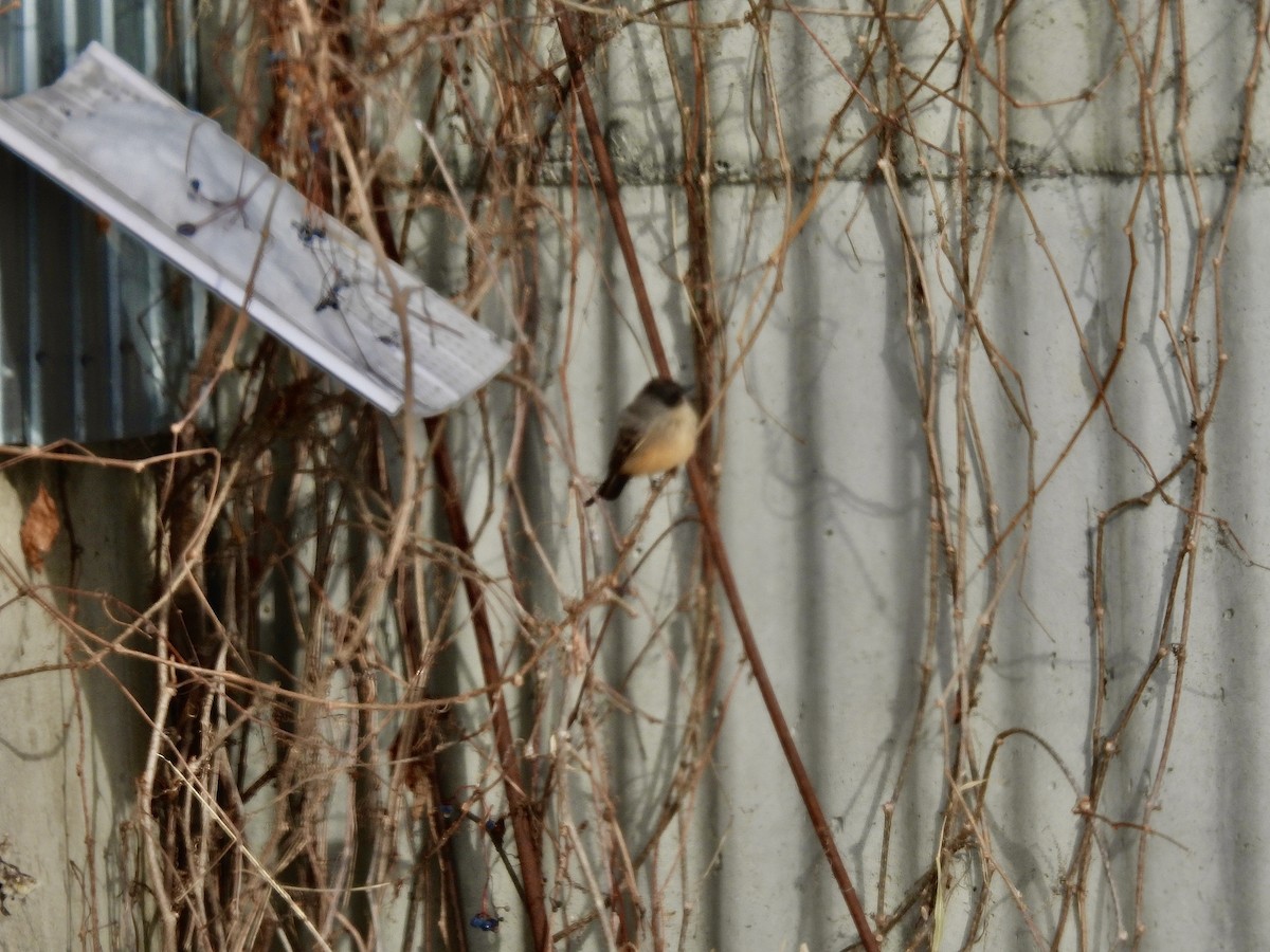 Say's Phoebe - ML646473453