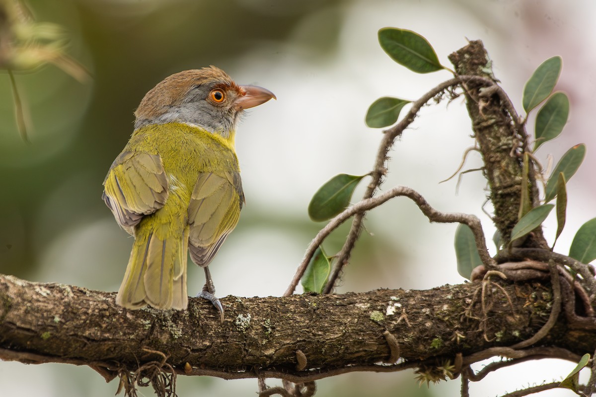 Rufous-browed Peppershrike (Ochre-crowned) - ML646473455