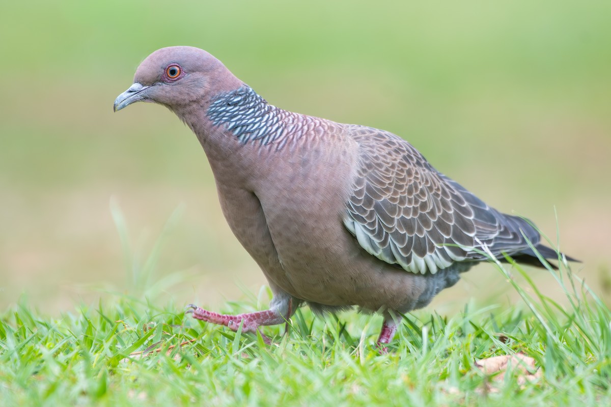 Picazuro Pigeon - ML646473456