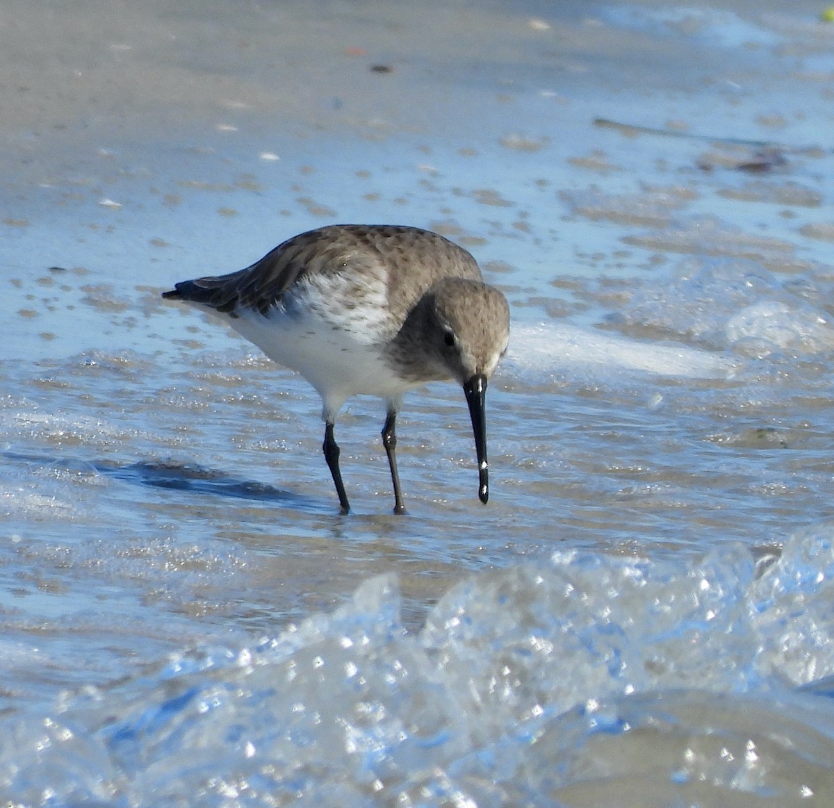 Dunlin - ML646473457