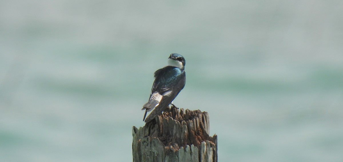 Mangrove Swallow - ML646473458