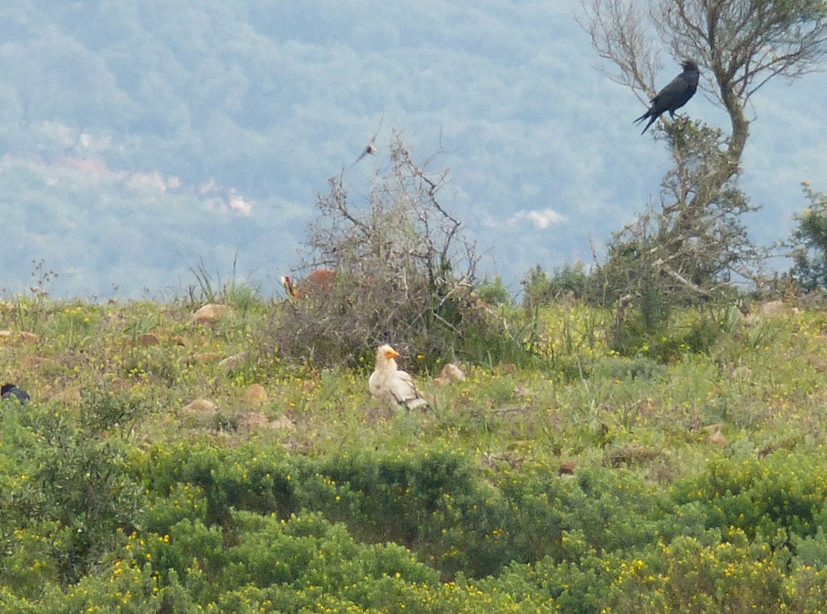 רחם מדברי - ML646473460