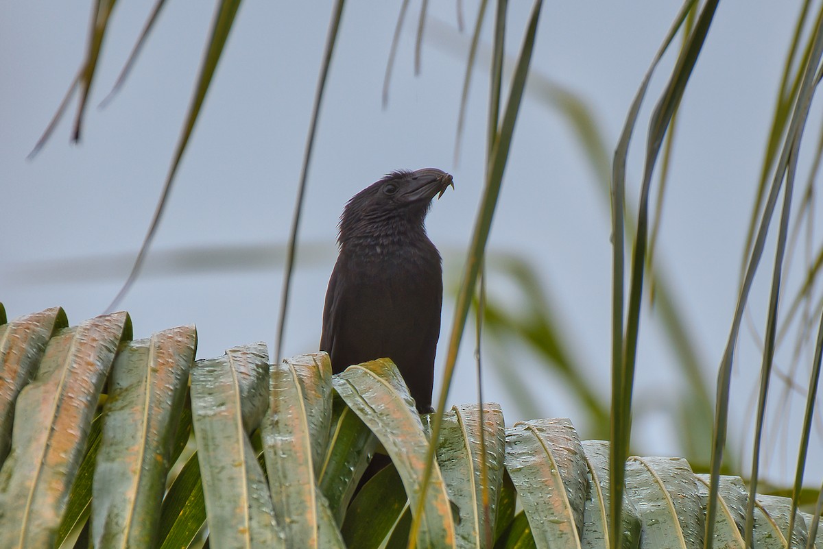 ミゾハシカッコウ - ML646473462