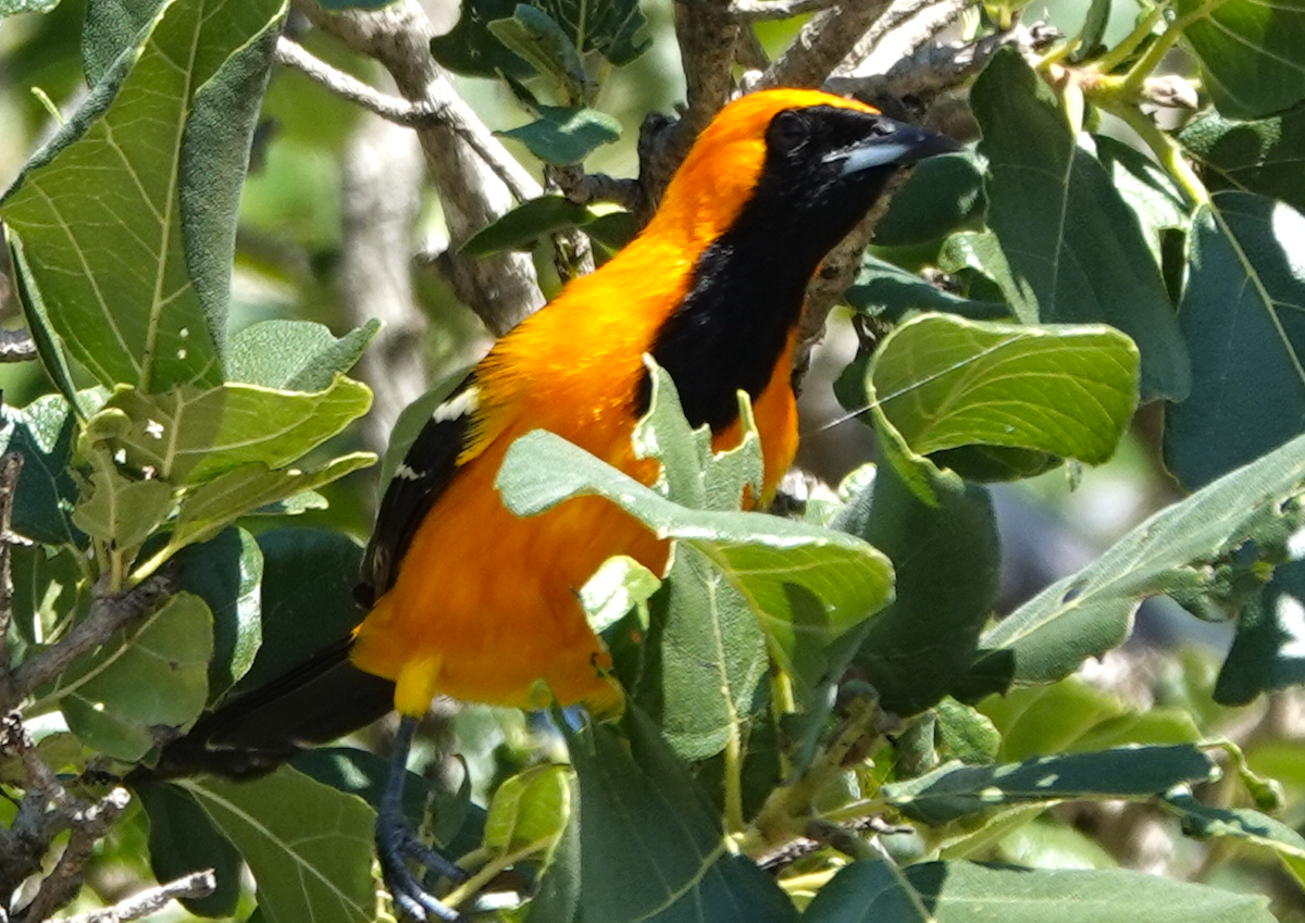 Hooded Oriole - ML646473463