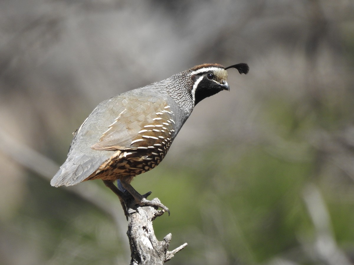California Quail - ML646473464