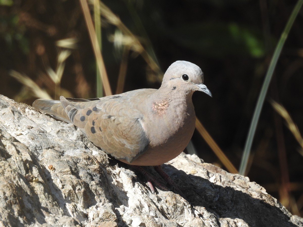 Eared Dove - ML646473467