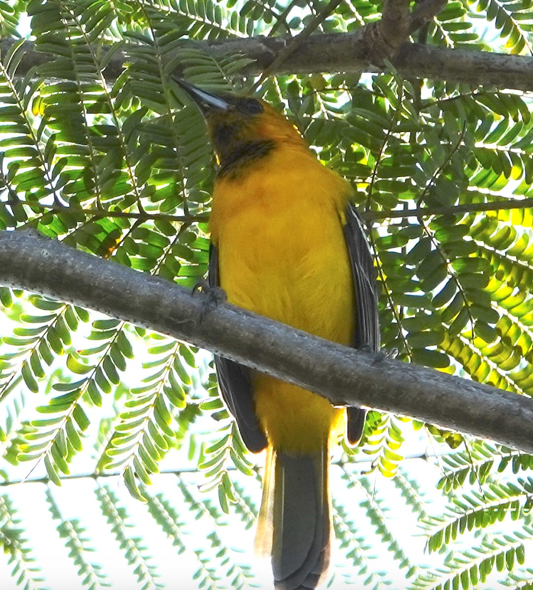 Orange Oriole - ML646473468