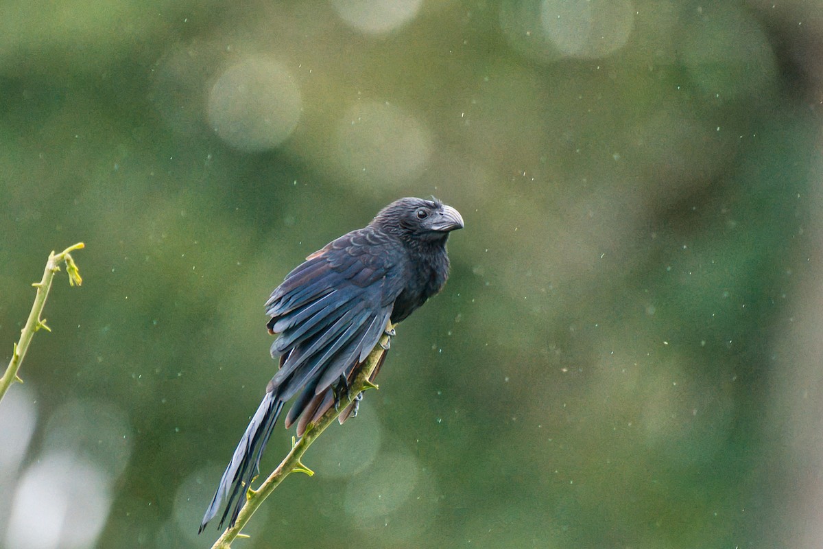 ミゾハシカッコウ - ML646473469