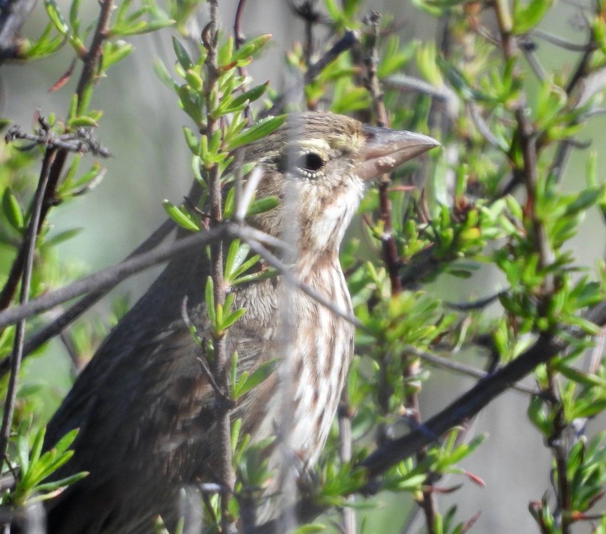Chingolo Sabanero (rostratus/atratus) - ML646473470