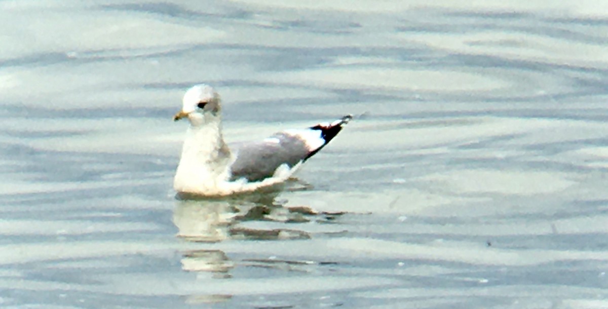 kortnebbmåke - ML646473472