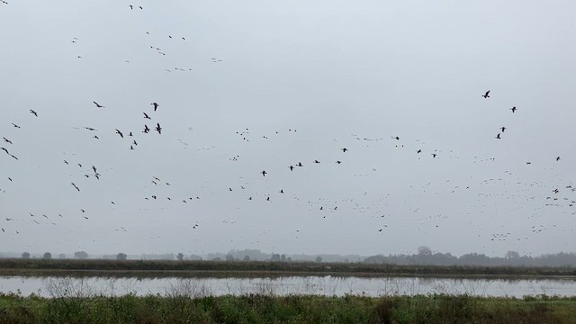 Гуска білолоба - ML646473473