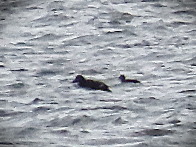 White-winged Scoter - ML646473474