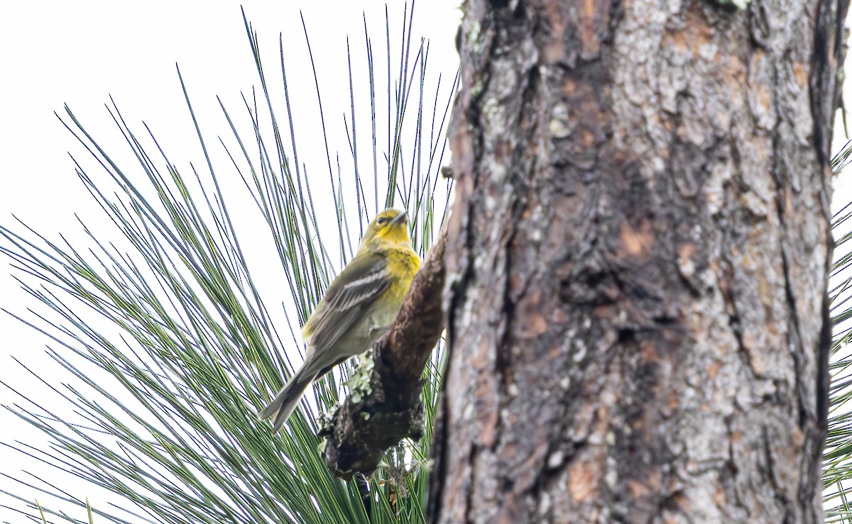 Paruline des pins - ML646473476