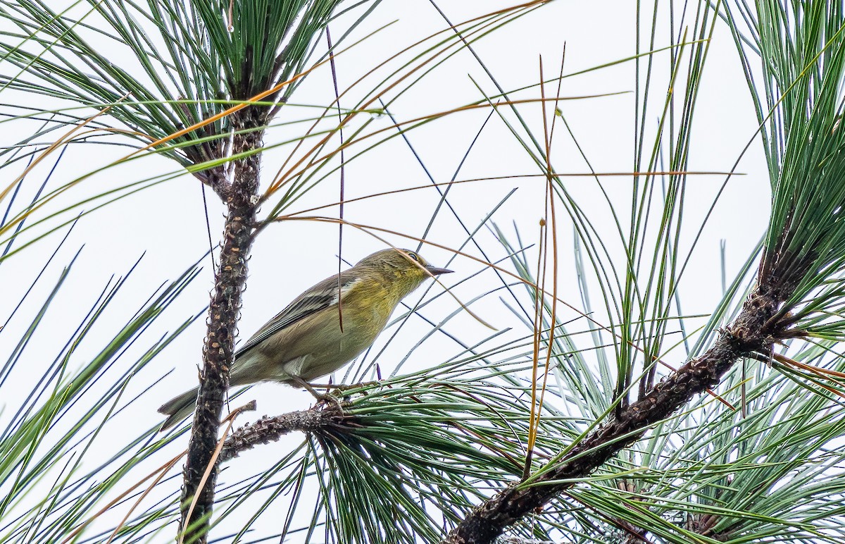 Paruline des pins - ML646473477