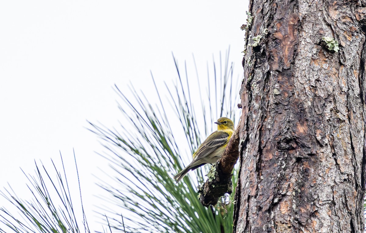 Paruline des pins - ML646473478