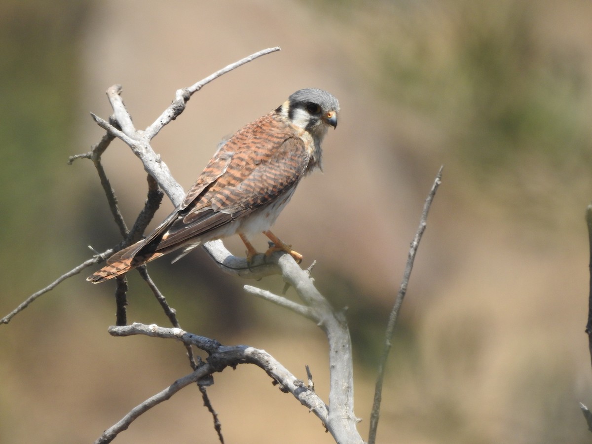 American Kestrel - ML646473481